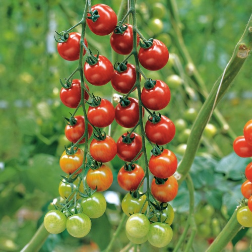 Tomato Tremolo